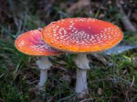 Gestaffelt wachsende Fliegenpilze